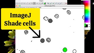 How to measure cell SIZE and shade a sub population of cells with a microscope image in ImageJ [upl. by Oeak]