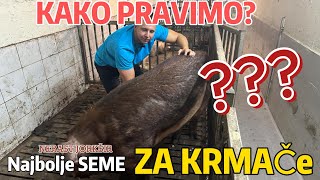 KAKO PRAVIMO SEME ZA KRMAČE [upl. by Tala]