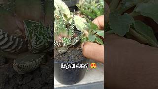 Rejeki Dobel‼️Setelah Sebulan Haworthia beranak bonus Dorstenia aridzona rejeki haworthia [upl. by Aohk]