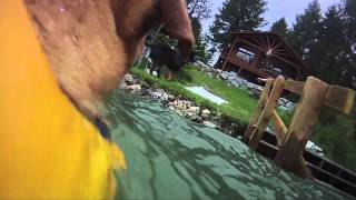 EzyDog DFD Dog Flotation Device  Kya Goes Swimming Pt 1 [upl. by Jopa822]