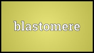 Blastomere Meaning [upl. by Bela]