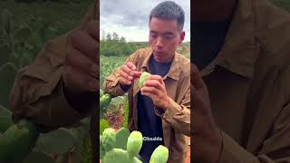 Catus Fruit Harvesting By Gyani Chadda shorts [upl. by Atteloc]