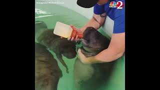 Adorable video shows baby manatee being bottle fed [upl. by Mureil]