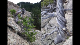 Yamadori How To Collect Wild Trees [upl. by Beesley346]