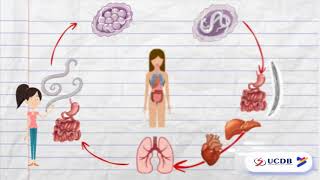 O CICLO DO ASCARIS LUMBRICOIDES  PARASITOLOGIA [upl. by Ailicec]