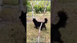 Groenendael  Belgian Sheep Dog Regal Shepherds [upl. by Pevzner]