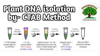 Plant DNA extraction by CTAB Method [upl. by Alolomo]