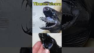 Tiburon Vivora [upl. by Ogdan]