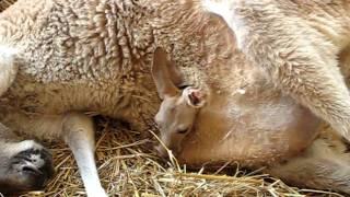 AMAZING Close up of baby kangaroo leaving moms pouch [upl. by Zipah995]