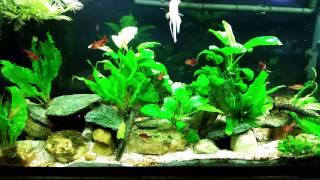 Planted Tank With High Nitrates Heres Why [upl. by Garlinda]