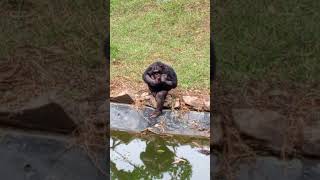 Chimp in zoo [upl. by Larine]