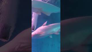 The great white 🦈 plus tiger shark fish shark pls like and subscribe savesharks tigersharks [upl. by Lotta]