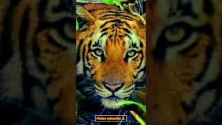 Royal Bengal Tiger beautiful animals [upl. by Annaiel]