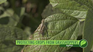 Protecting Crops From Grasshoppers 1060 Air Date 72918 [upl. by Syck]