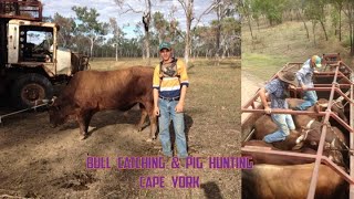 Bull Catching amp Pig Hunting Cape York Australia [upl. by Seni]