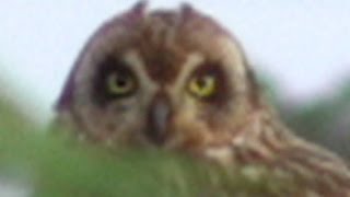 HONOLULU RAIL MEETS PUEO CITY DENIES OWL EXISTS [upl. by Neelcaj]