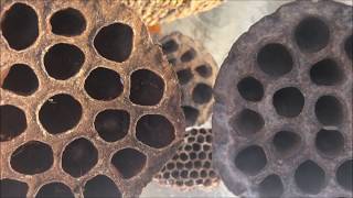 Trypophobia Fear of Holes on Skin [upl. by Arada]