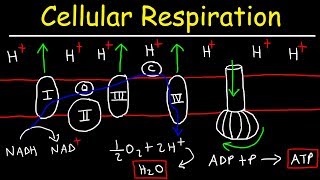 Cellular Respiration [upl. by Ademordna917]