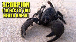 Scorpion 🦂 10 FACTS You NEVER KNEW [upl. by Byrom]