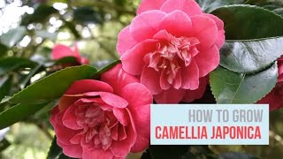 Camellia japonica Growing Guide Japanese Camellia by GardenersHQ [upl. by Cresida206]