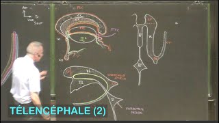 Anatomie des ventricules latéraux Télencéphale 2  Neuroanatomie 9 [upl. by Melton]