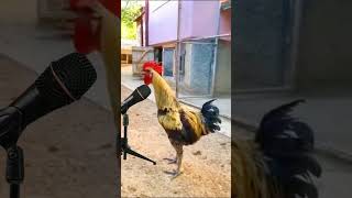 Rooster singing the song viral video Rojtrue [upl. by Annerb551]