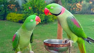 Alexandrine Parrots Kissing Each Other [upl. by Eittel801]