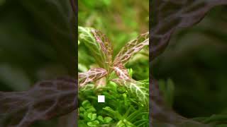 Hygrophila polysperma sunset  Dennerle Plants Plant Profiles [upl. by Akehsal]