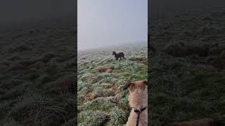 hunting ferreting rabbiting lurcher fieldsports workingdog sukithesaluki rabbitexpress [upl. by Divd]