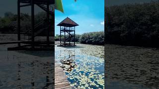 Wetland Park  Beddagana 🍃🍀🌼 fypシ゚viralシ naturesl wetland [upl. by Madelene]