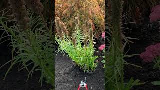 Liatris cutback you decide on timing perennials landscaper gardening plants gardening [upl. by Ahon]