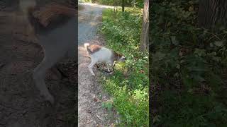 Toby Getting Yard Work Done goat beversfamilyadventures2577 [upl. by Eirak]