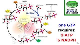 Photosynthesis Light Reactions and the Calvin Cycle [upl. by Guinna]