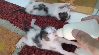 Rescue Kittens Are Always Hungry And They Never Take Much Time To Sleep After Bottle Feeding [upl. by Sreip421]