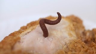 WORM IN CHICKEN [upl. by Oxford124]