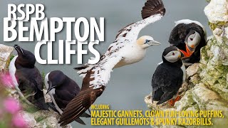 Bempton Cliffs  Bempton Cliffs  Gannets Puffins and more [upl. by Wendelina]