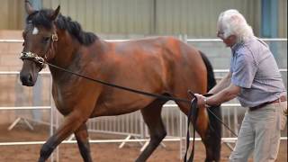 HORSE TRAINING Changing your horse using Schoeneich Straightness Training [upl. by Nosae799]