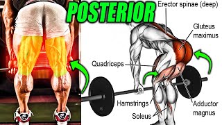 5 Best POSTERIOR CHAIN Exercises for Mass  9999 RESULTS [upl. by Howzell]