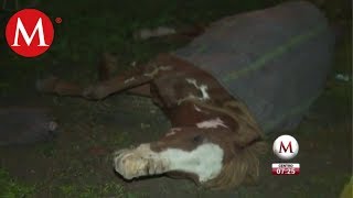 Abandonan caballo herido en Nuevo León [upl. by Latt]