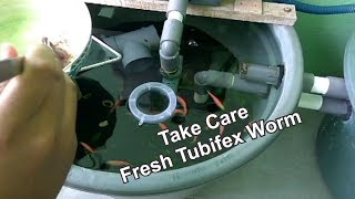 How To Take Care Fresh Tubifex Worm [upl. by Urbai932]