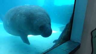 Funny manatee runs into window aquarium [upl. by Etteraj1]