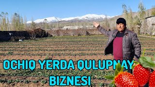 KORIB MAZZA QILING QULUPNAY BIZNESI 93 185 34 36 [upl. by Vacuva]