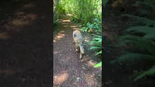 dog being disobedient on trail walk [upl. by Pallaton251]