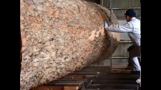 カロフィラム Sawing of the calophyllum [upl. by Yblocaj]