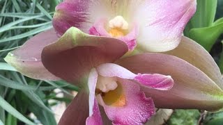 ORCHID CARE LYCASTE ORCHID CARE MY TIPS AND TRICKS FOR 4 SEASONS OF CARE [upl. by Aicnelev]