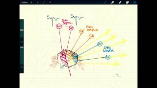 ECG  Derivaciones y caras PARTE 2 Derivaciones precordiales [upl. by Terryn]