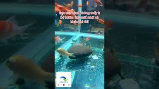 Cá Tỳ Bà Bướm có phải loài cá hiền lành Sewellia Lineolata ghiennuoica fish shorts subscribe [upl. by Raybin]