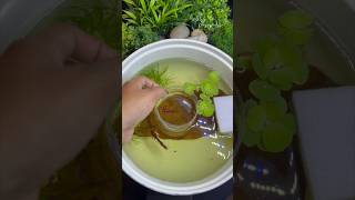 Releasing female fish 😍 shorts breeding bettafish [upl. by Eilesor989]