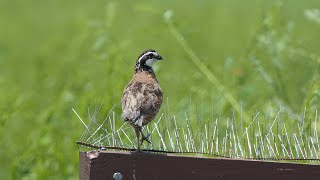 Bobwhite Quail sings and flies away [upl. by Atilef829]