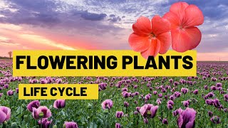 Life cycle of flowering plants  From seed germination to adult plants  Lesson for Kids [upl. by Anaujait]